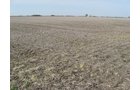 Property photo 2 - 172 Acres Offered in 3 Tracts - Prime Farmland